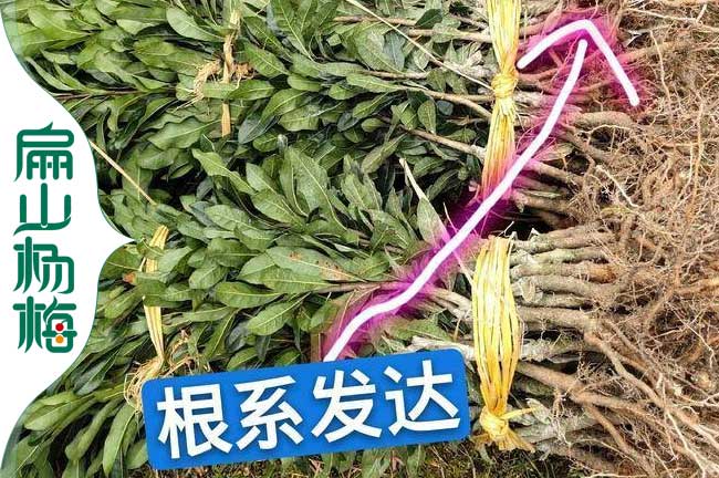連云港早熟楊梅苗批發(fā)
