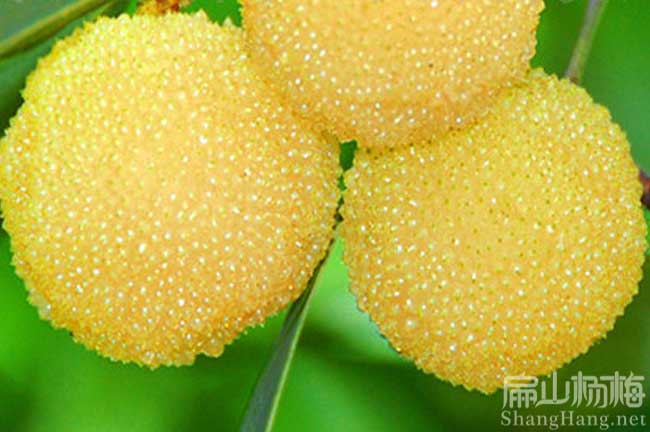 阜寧白楊梅樹(shù)
