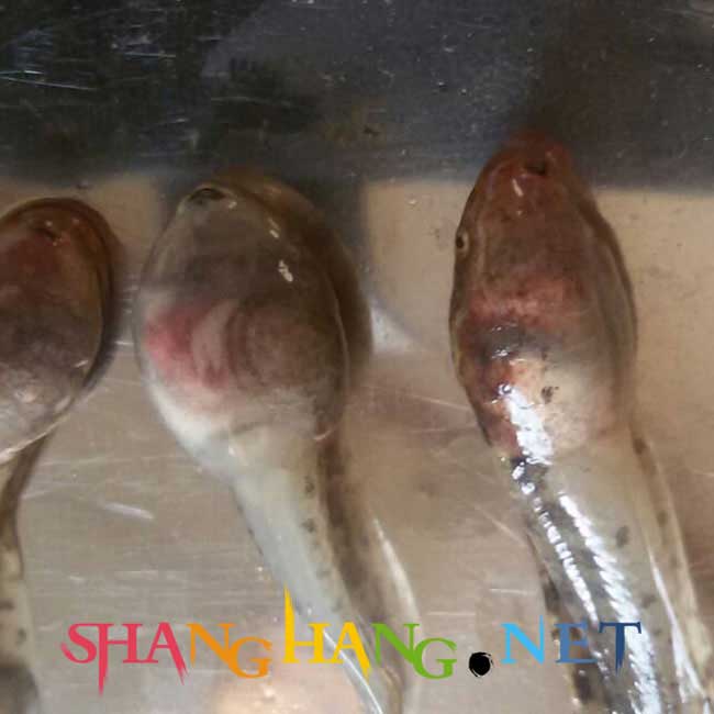 石蛙蝌蚪出血病請(qǐng)問這是什么癥狀？
