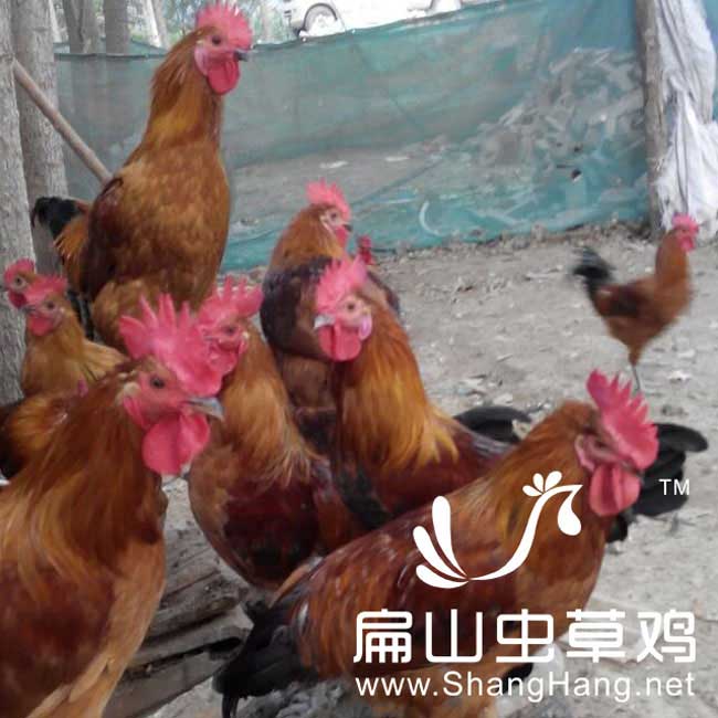 聊城散養(yǎng)笨公雞養(yǎng)殖場