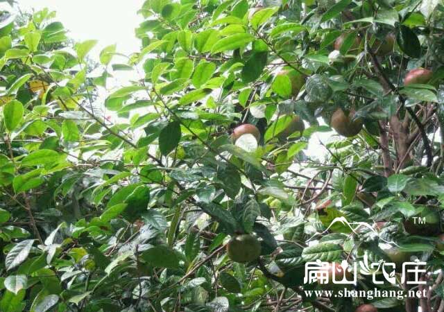茶樹種苗