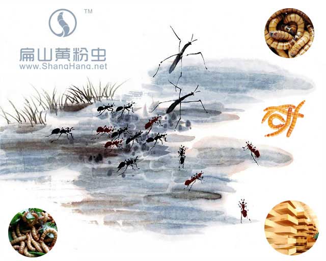 黃粉蟲(chóng)養(yǎng)殖網(wǎng)友情鏈接