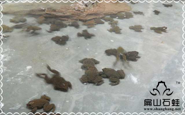農(nóng)莊養(yǎng)殖石蛙成功的關(guān)鍵