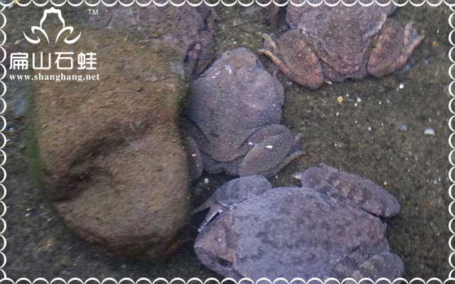 高科技養(yǎng)殖石蛙技術(shù)經(jīng)驗光盤分享