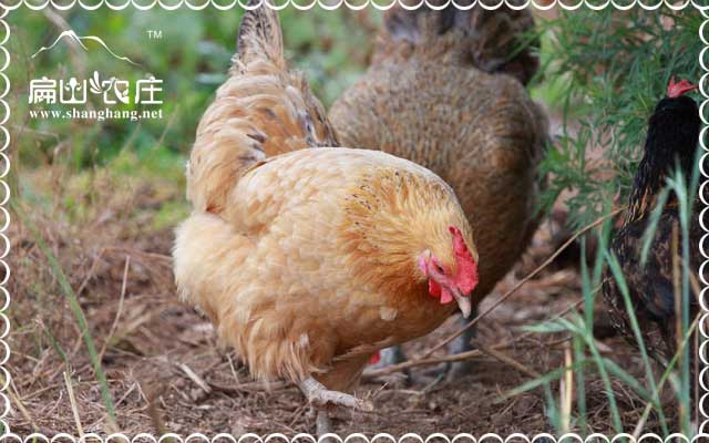 武平蟲(chóng)草雞養(yǎng)殖基地批發(fā)
