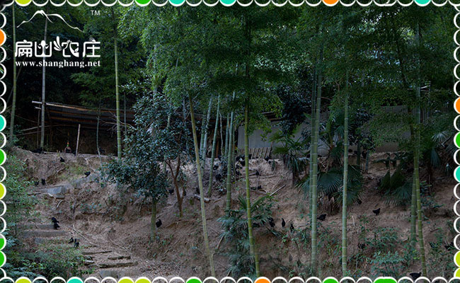 上杭南陽中都山雞苗批發(fā)
