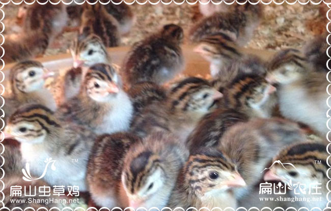 長(zhǎng)沙土雞苗批發(fā)