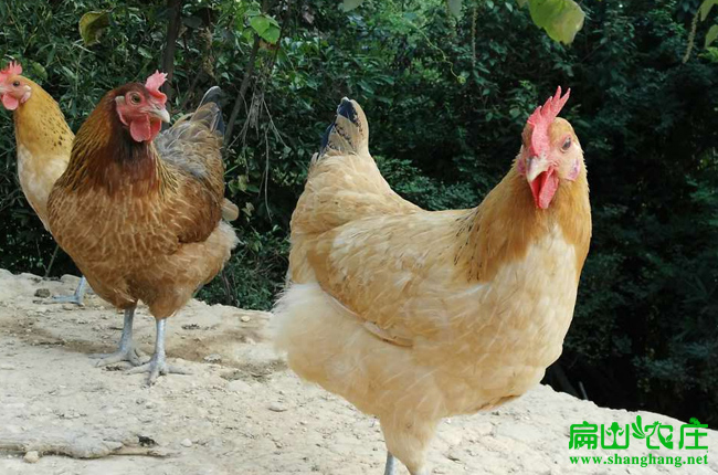 廣西生態(tài)農(nóng)莊土雞養(yǎng)殖基地