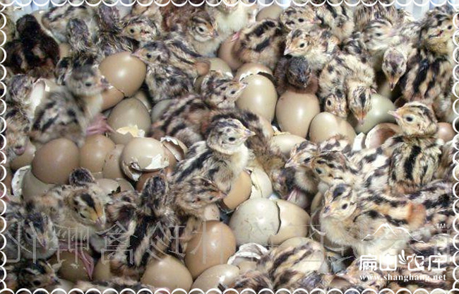 福州脫溫貴價(jià)格