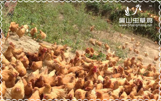 漳州竹林雞價(jià)格賣(mài)多少錢(qián)一斤？