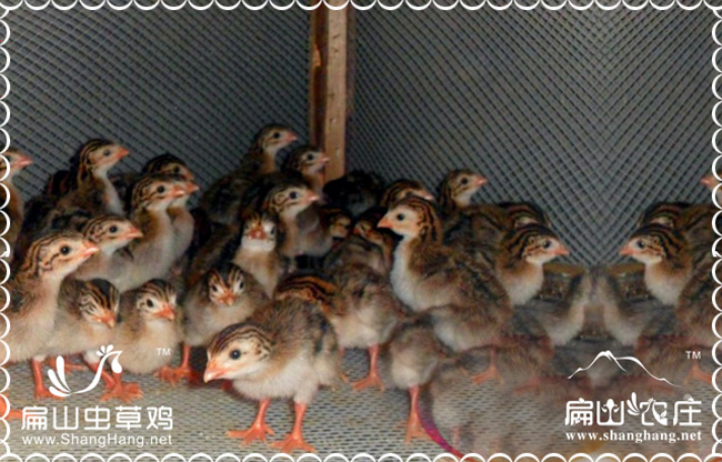 南平貴妃雞苗價格批發(fā)