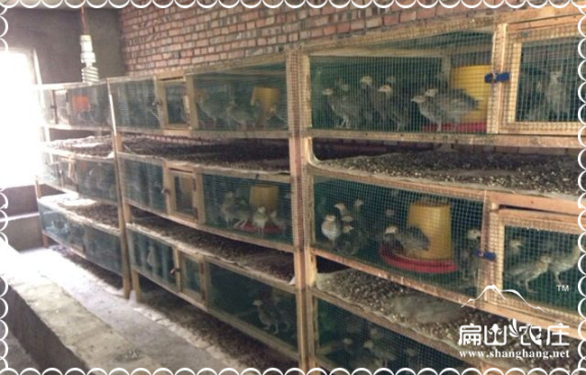 廣元貴妃雞苗珠雞苗貨發(fā)全國