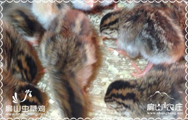 長(zhǎng)沙母雞120日齡上市