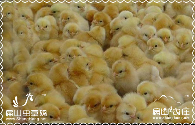 龍巖市貴妃雞苗價格