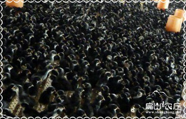 福建妃雞苗價(jià)格