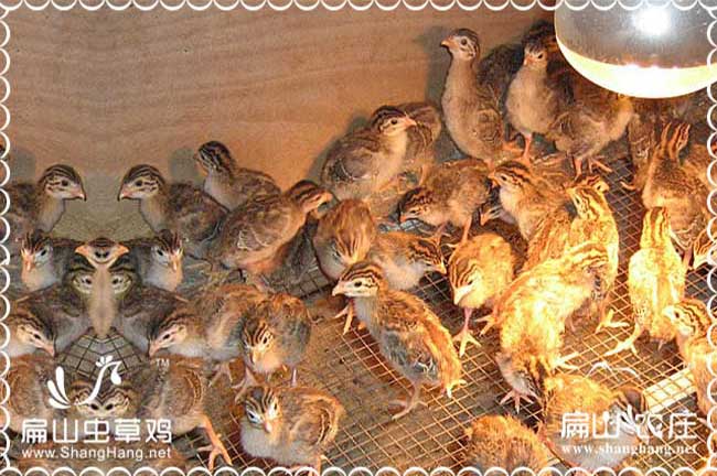 上杭縣土雞農莊孵化場專業(yè)農家散養(yǎng)土雞批發(fā)