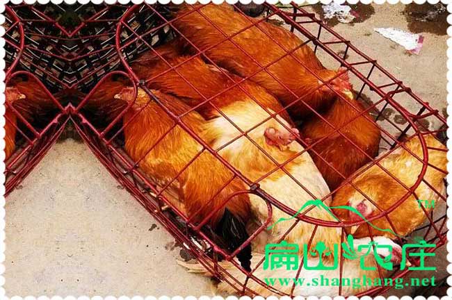 河南雞苗開始預(yù)定了免費提供養(yǎng)殖技術(shù)