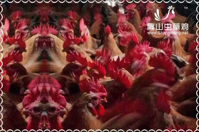 中國(guó)生態(tài)農(nóng)莊網(wǎng)友情鏈接免費(fèi)加入