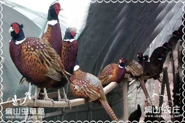 贛州生態(tài)養(yǎng)殖財(cái)富論壇