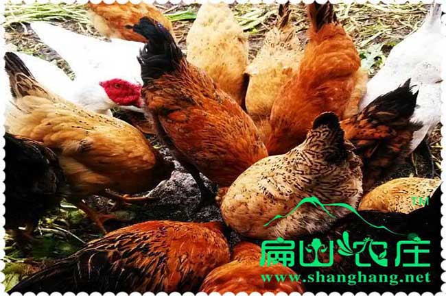 河南?？h袁氏青年雞現(xiàn)有60日齡30000只青年雞出售