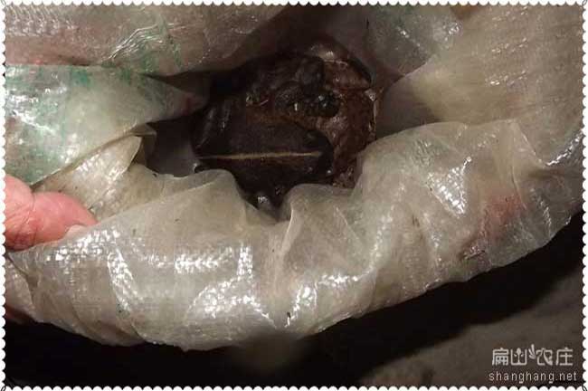 石蛙養(yǎng)殖的關鍵技術在哪？