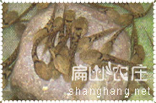 石蛙蝌蚪養(yǎng)殖一個(gè)月