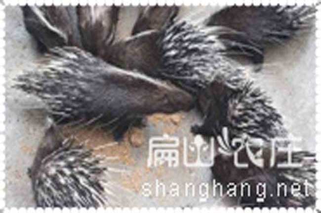 福建肉兔價格如何？