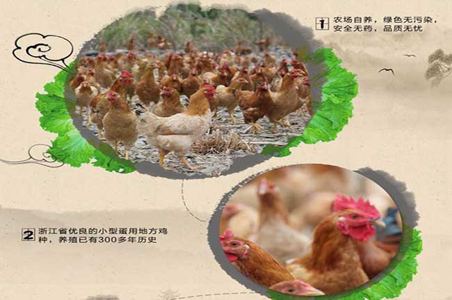 農(nóng)村土雞活雞苗批發(fā)
