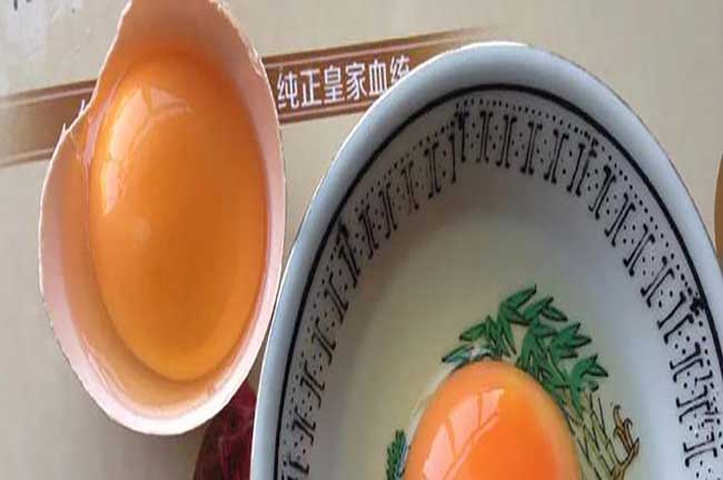 仙居土雞蛋農(nóng)場自養(yǎng)殖