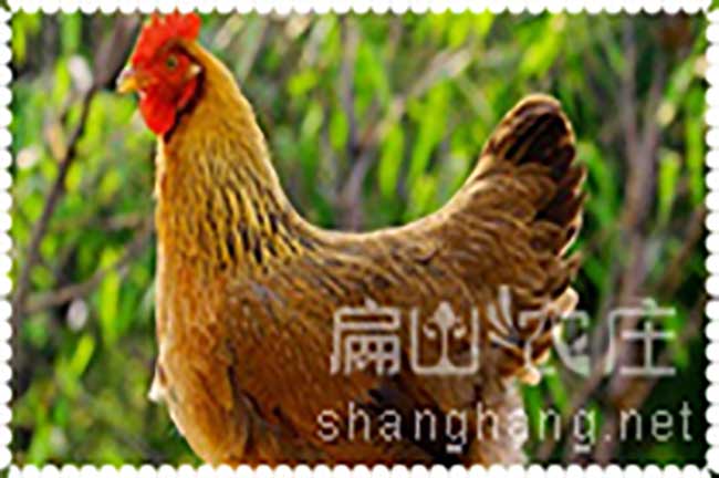 清遠(yuǎn)雞多少錢一斤？
