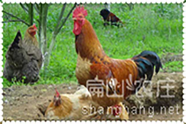 農(nóng)村散養(yǎng)土雞養(yǎng)殖技術探討