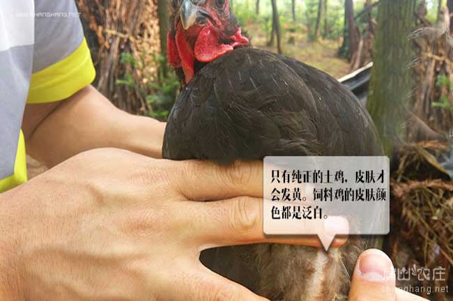 中國森林養(yǎng)殖土雞