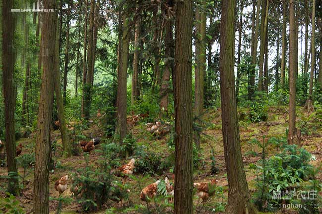山樹林土雞養(yǎng)殖
