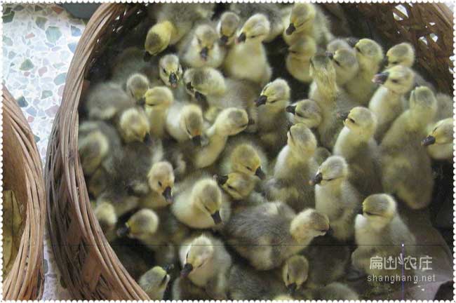 揚(yáng)州鵝孵化廠