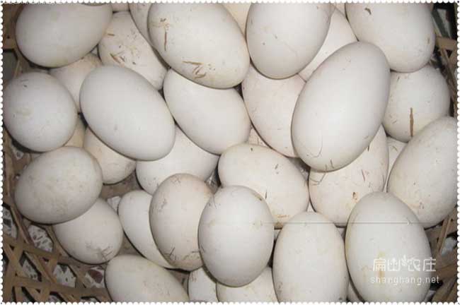 龍巖鵝苗蛋價(jià)格