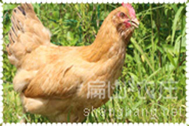 龍巖農(nóng)場(chǎng)原生態(tài)有機(jī)土雞家雞養(yǎng)殖