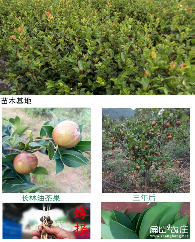 岑溪軟技2號(hào)