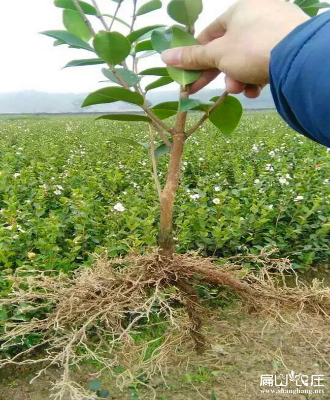 廣西3號(hào)油茶苗