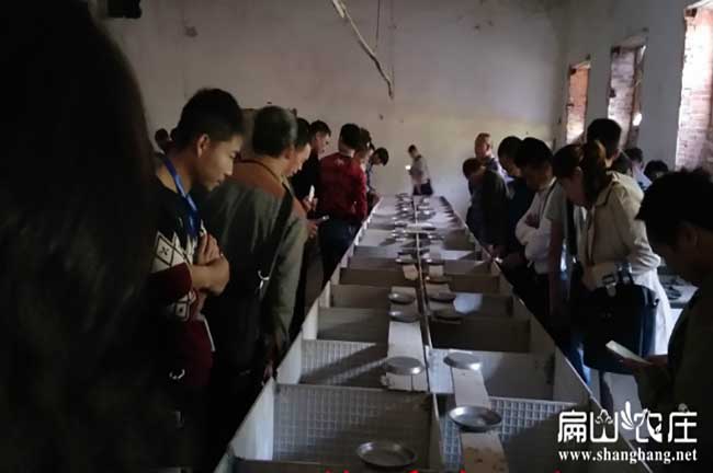 福建竹鼠苗養(yǎng)殖基地參觀現(xiàn)場(chǎng)