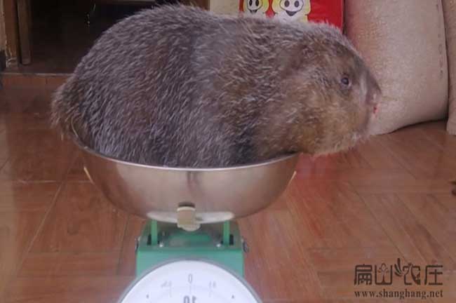 農(nóng)村竹鼠苗繁殖要點