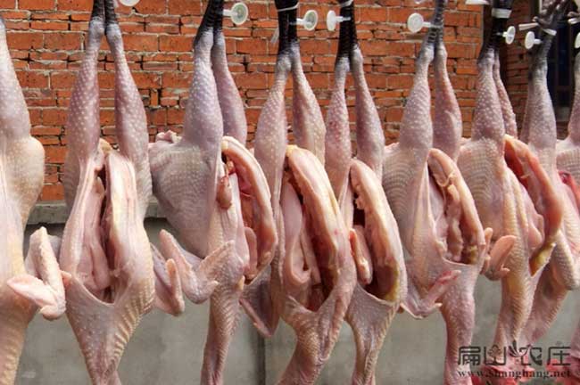 菏澤散養(yǎng)土雞養(yǎng)殖現(xiàn)場(chǎng)