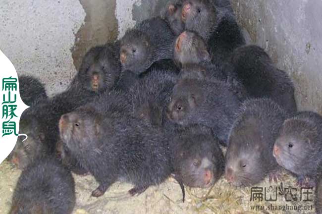 三明竹鼠養(yǎng)殖支氣管賭塞特效藥