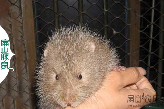 雅安竹鼠種苗