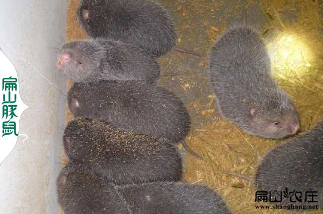 回家創(chuàng)業(yè)養(yǎng)殖竹鼠