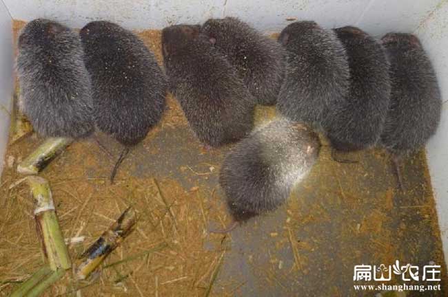 貴陽花兔竹鼠養(yǎng)殖基地