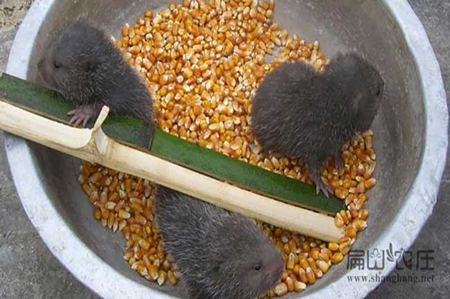 湖南多少錢(qián)一組竹鼠