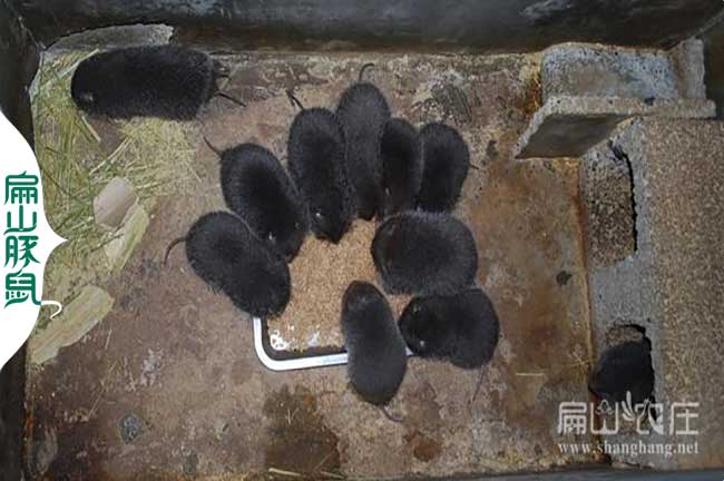 廣西竹鼠種苗基地