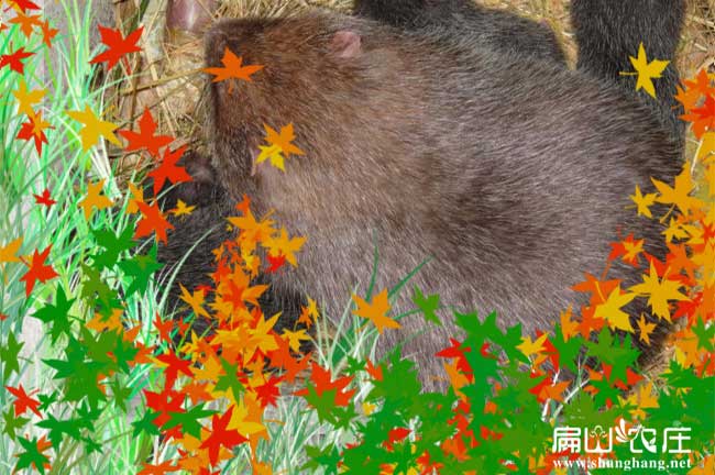 百色八點(diǎn)黑鼠養(yǎng)殖基地