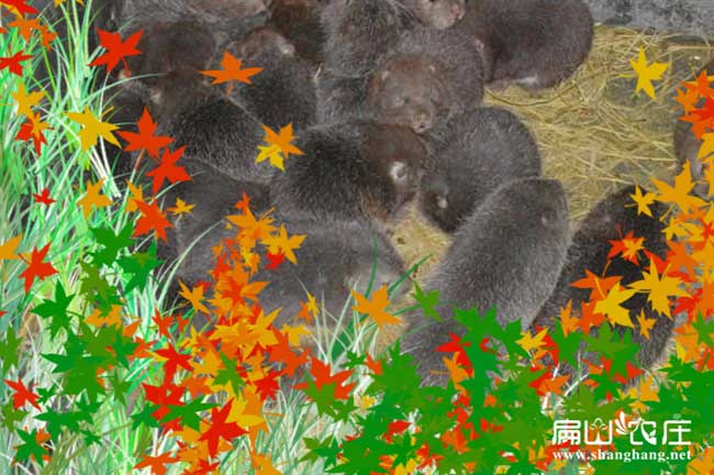 百色八點(diǎn)黑兔苗批發(fā)