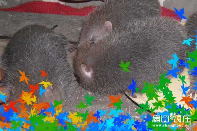 ：江州、憑祥、扶綏、寧明竹鼠種苗批發(fā)、龍州、大新、天等花兔竹鼠養(yǎng)殖基地；